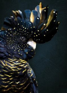 a black bird with gold spots on it's feathers