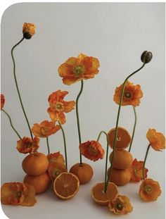 an arrangement of oranges and flowers on a white background