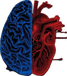 two halves of the human heart, one with red and blue blood vessels in it