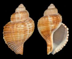 two seashells are shown side by side on a black background