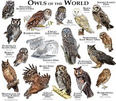 owls of the world poster with names and pictures