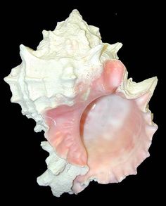 a pink and white sea shell on a black background