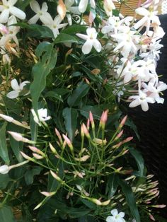 some white flowers and green leaves on a bush