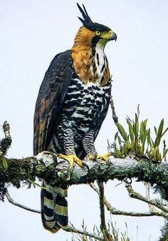 a bird sitting on top of a tree branch