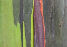 the bark of an eucalyptus tree has been painted with different colors and patterns on it