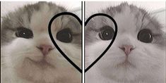 two pictures with the same cat's face and heart