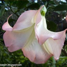 a large pink flower with green leaves in the background