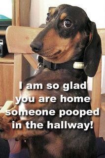 a dachshund dog sitting on its hind legs looking up at the camera and saying, i am so glad you are home someone pooped in the hallway