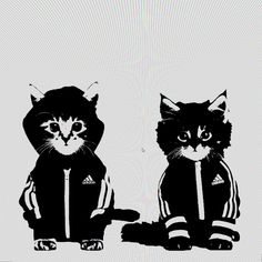 two cats wearing jackets sitting next to each other