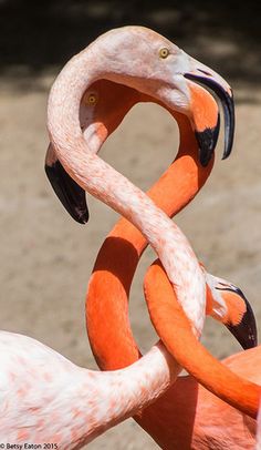 two flamingos standing next to each other with their necks wrapped around one another's necks