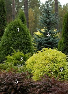 several different types of trees and shrubs with numbers on the top, bottom, and bottom