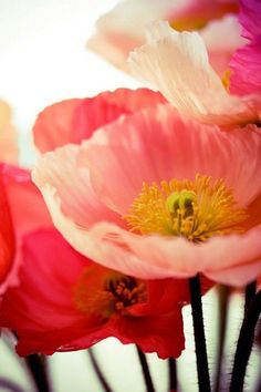 pink and red flowers are in a vase