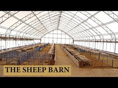 an indoor barn with sheep in it and the words, the sheep barn