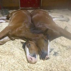 two brown horses laying on top of each other in a barn floor covered in hay