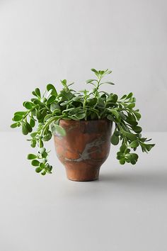 a potted plant sitting on top of a white table