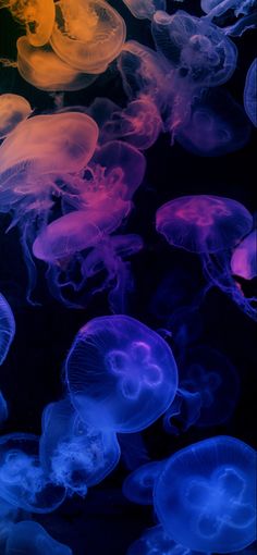 many jellyfish are swimming in the water