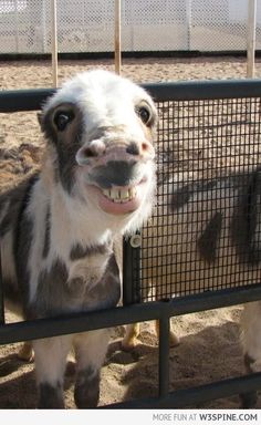 two goats standing behind a fence with their mouths open and one looking at the camera