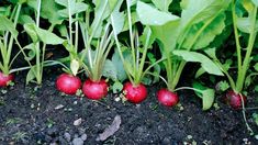 some radishes are growing in the dirt