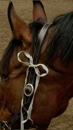 Riding Horses Aesthetic, Brown Horse Aesthetic, Horsey Life, Horse Riding Aesthetic, Equestrian Aesthetic, Horse Bridle, Horse Aesthetic, Equestrian Lifestyle, Horse Equestrian