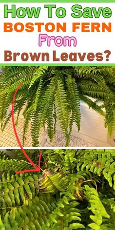 "Boston fern turning brown, brown Boston fern leaves, browning Boston fern, 
Boston fern care, Boston fern problems, Boston fern issues, Boston fern 
maintenance, revive Boston fern, rejuvenate Boston fern, Boston fern 
troubleshooting, Boston fern solutions, ""- How To Grow A Boston Fern
- Boston Fern Care
- Why Is My Boston Fern Turning Brown
- Boston Fern Leaves Turning Brown
- Boston Fern Turning Brown
- Boston Fern Losing Leaves
-boston fern dry leaves""" Indoor Ferns Decor, Fern Care Indoor, Indoor Ferns, Plant Information, Fern Plant, Home Vegetable Garden