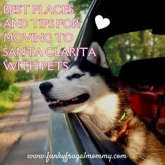 a husky dog sticking its head out the window of a car with text overlay saying best places and tips for moving to santa clarita with pets