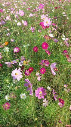 a field filled with lots of purple and white flowers