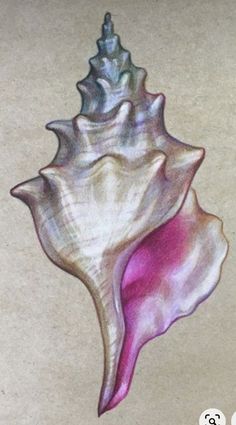 a drawing of a pink and white sea shell