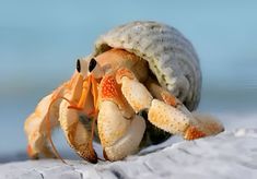 a close up of a crab on the beach