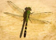 a green dragonfly sitting on top of a wooden surface