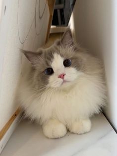 a white and gray cat sitting on top of a counter