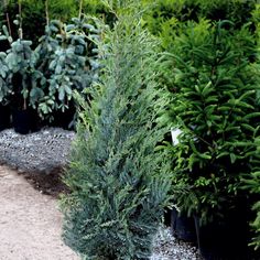 several evergreen trees are lined up in rows