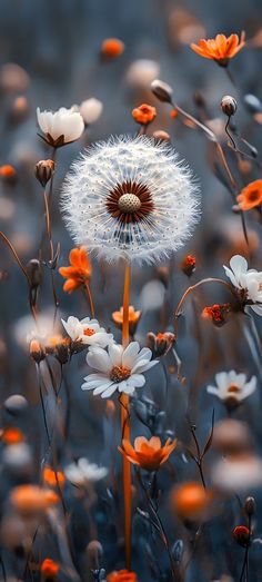 a dandelion with white and orange flowers in the foreground