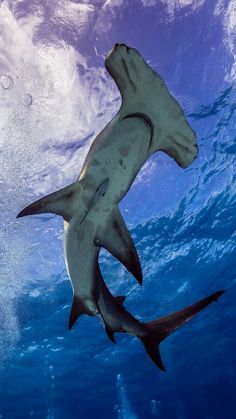 a large white shark swimming in the ocean