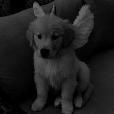 a small dog sitting on top of a couch next to a stuffed animal angel wing