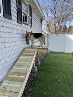 a dog standing on top of a set of steps in front of a white house