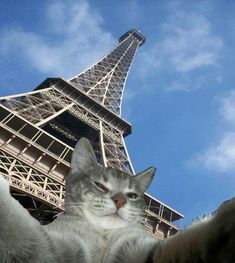 a cat is sitting in front of the eiffel tower, with its eyes closed