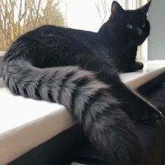 a black cat laying on top of a window sill