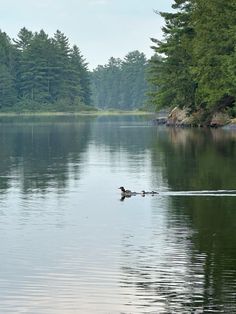 little ducklings Nature Photography