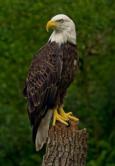 an eagle sitting on top of a tree stump in front of some green trees and bushes