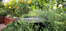 an assortment of plants and flowers in a garden with water flowing from the planter