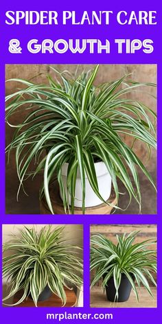 Creating an indoor oasis through Spider Plant Care techniques. Indoor Oasis, Gardening Supplies