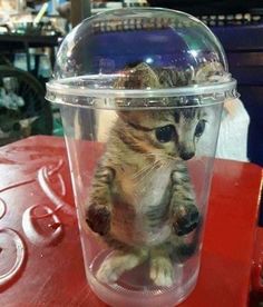 a small kitten sitting inside of a plastic cup