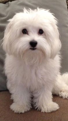 a small white dog sitting on top of a couch