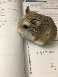 a small rodent sitting on top of an open book with numbers written in it