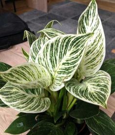 a white and green plant sitting on top of a wooden table