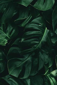 green leaves are shown in this close up shot, and the background is very dark