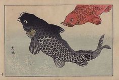 two fish are swimming in the water with one red and one black, both have long tails