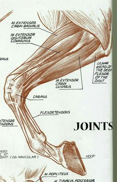 an image of a diagram of the muscles