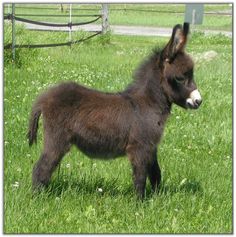 a small brown donkey standing on top of a lush green field