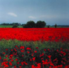 a field full of red flowers under a cloudy sky